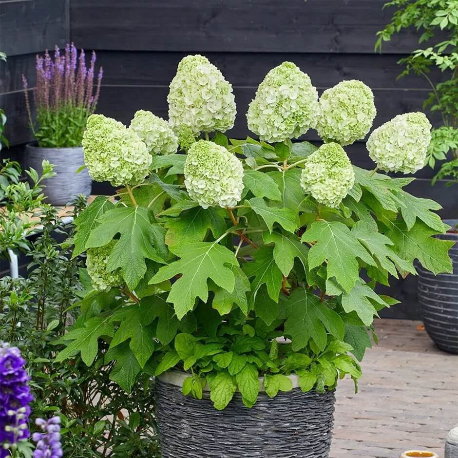 Hydrangea Quercifolia Seeds - Flower Plant