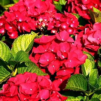 Hydrangea Seeds – Red Baron