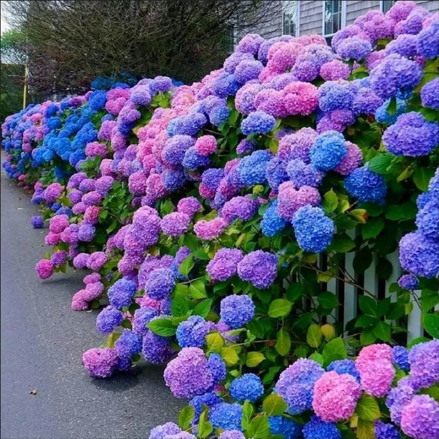 Hydrangea Seeds – Blue Pink Purple