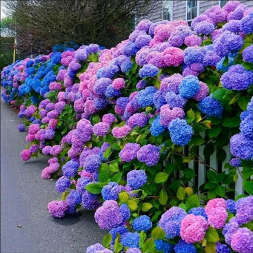 Hydrangea Seeds – Blue Pink Purple
