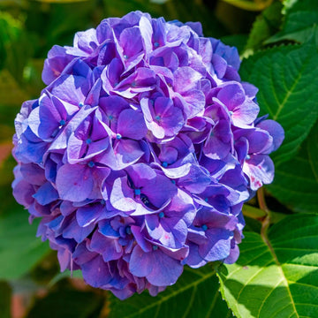 Hydrangea Seeds – Blue Purple