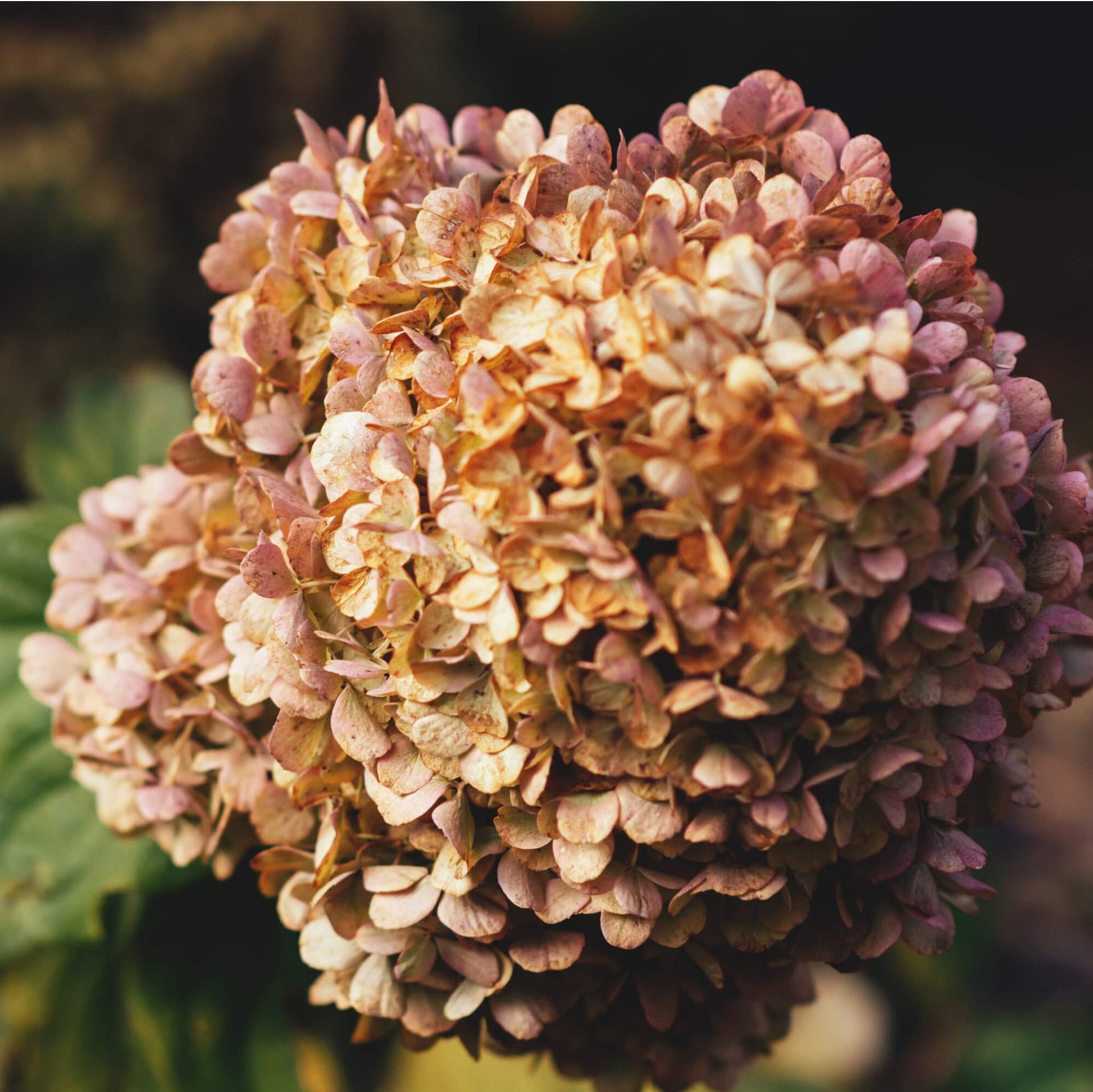 Hydrangea Seeds – Brown