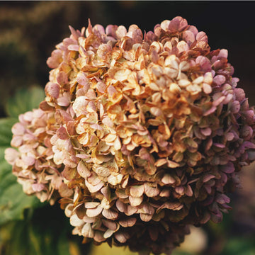 Hydrangea Seeds – Brown