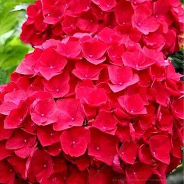 Hydrangea Seeds – Deep Red