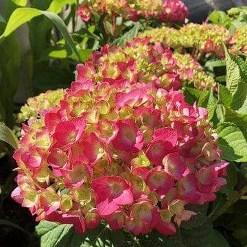 Hydrangea Seeds – Green Pink