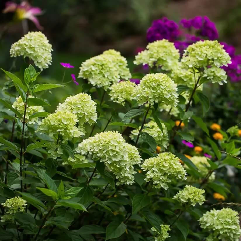 Hydrangea Seeds – Little Lime