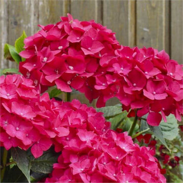 Hydrangea Seeds – Pink
