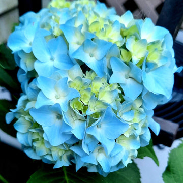 Hydrangea Seeds – Sea Blue