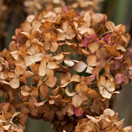 Hydrangea Seeds – Brown
