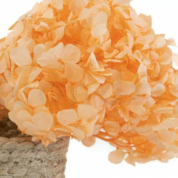Hydrangea Seeds – Light Orange