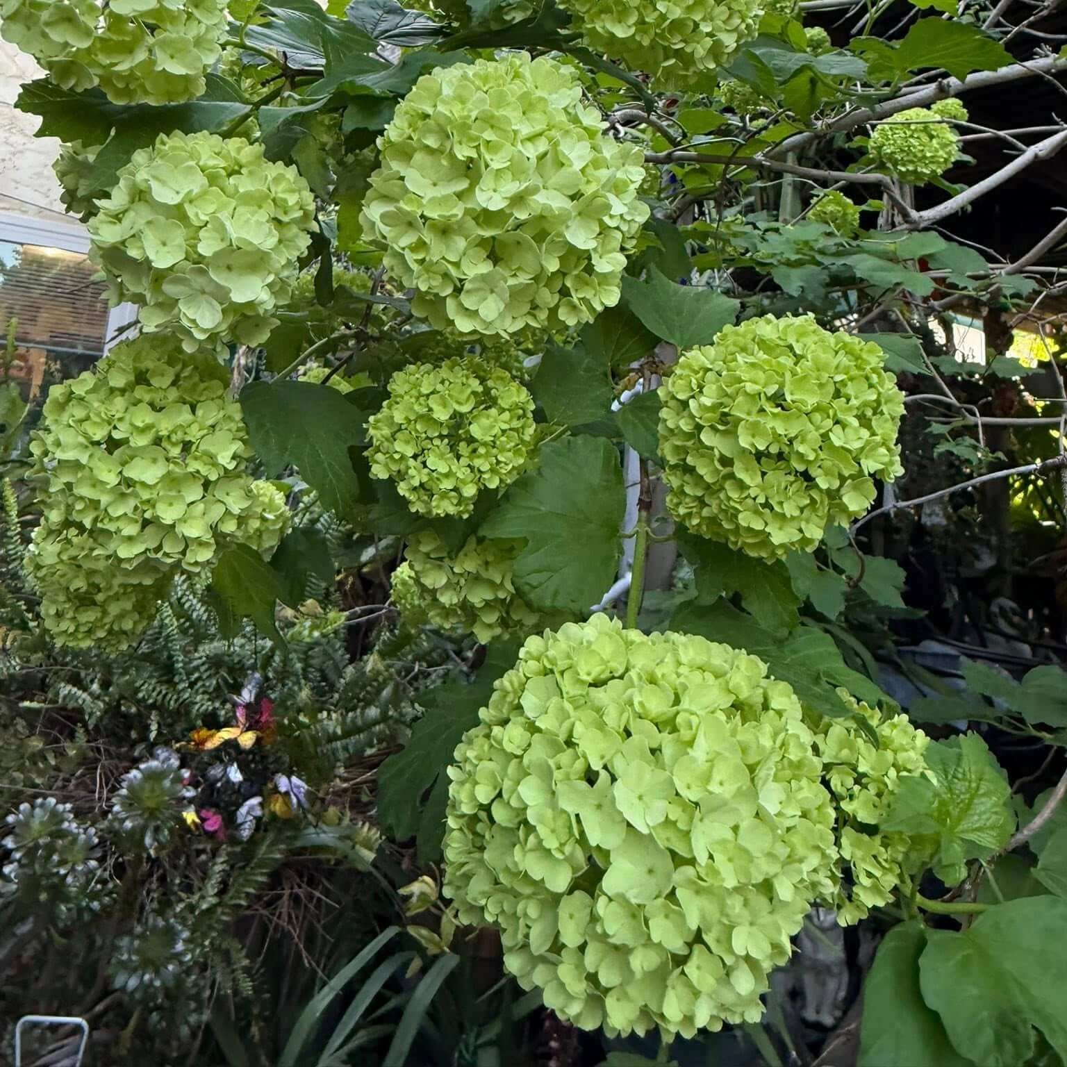 Hydrangea Seeds – Dark Green
