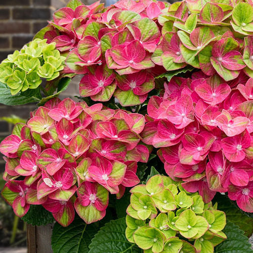 Hydrangea Seeds – Green Pink
