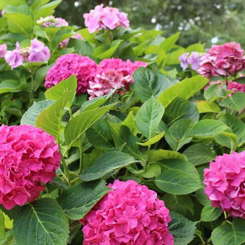 Hydrangea Seeds – Thick Pink