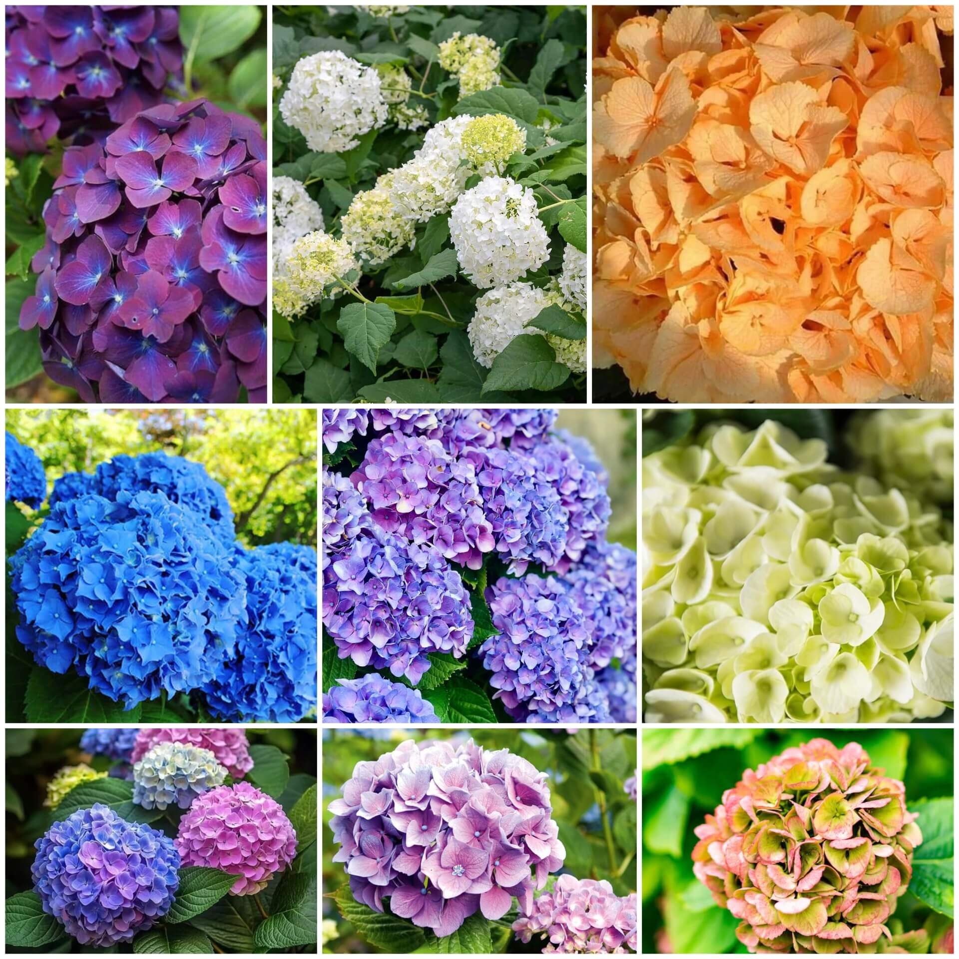 Hydrangea Seeds -  All In One For Home Gardens