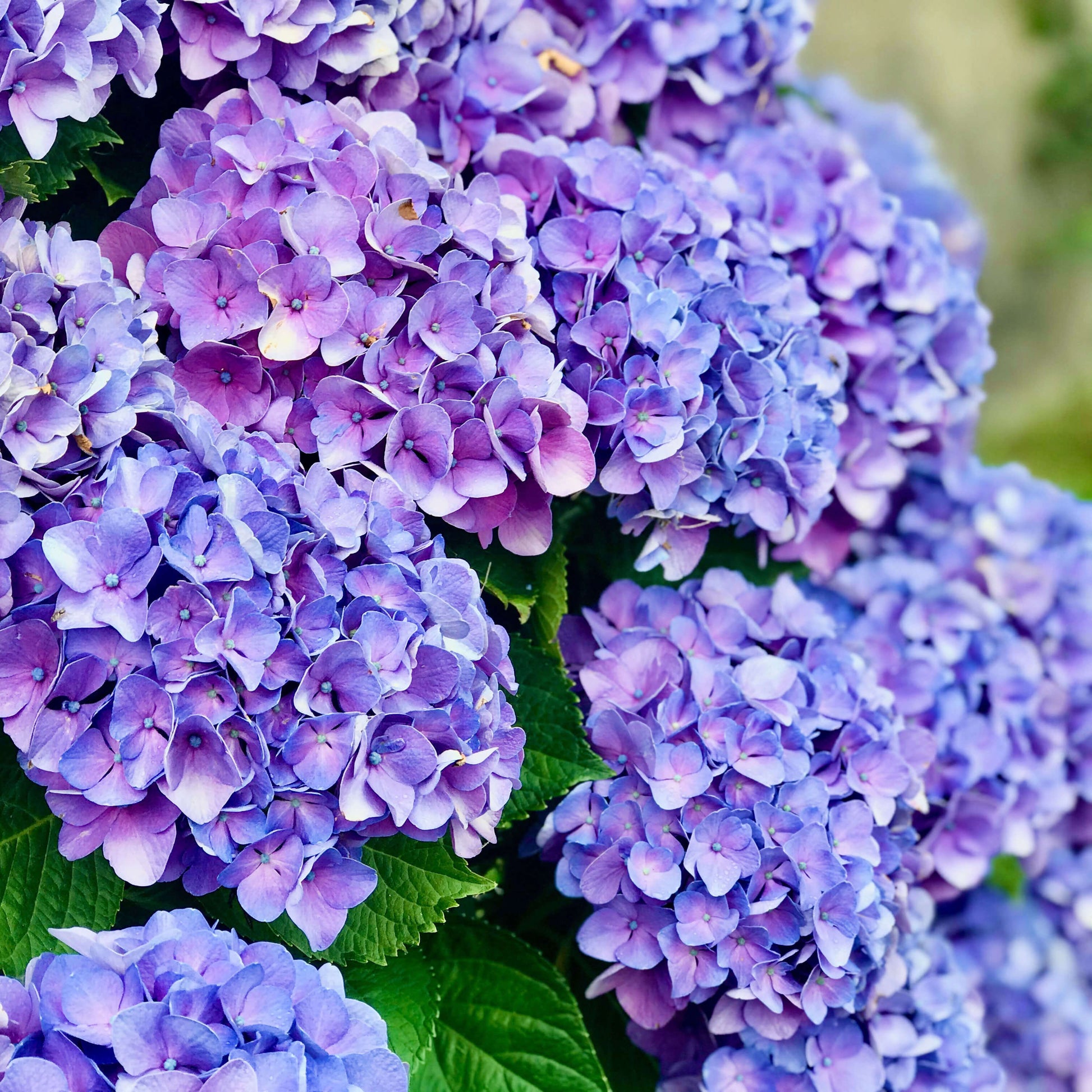 Hydrangea Seeds -  All In One For Home Gardens