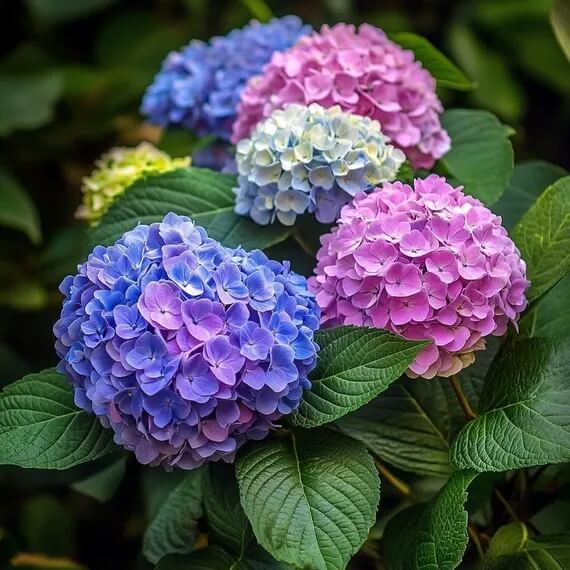 Hydrangea Seeds -  All In One For Home Gardens