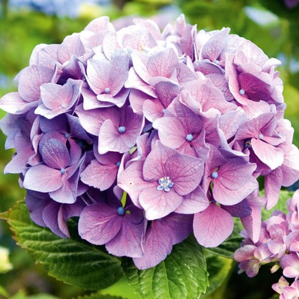 Hydrangea Seeds -  All In One For Home Gardens