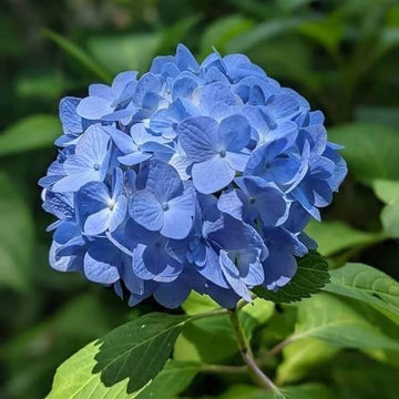 Hydrangea Seeds - Flower Plant for Home Gardens