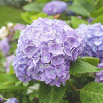 Hydrangea Seeds - Flower Plant for Home Gardens