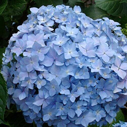 Hydrangea Seeds - Flower Plant for Home Gardens