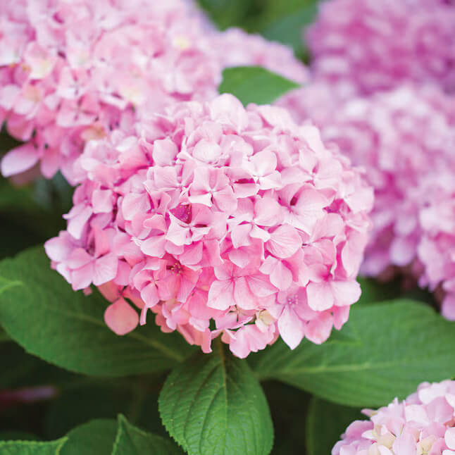 Hydrangea Seeds – Baby Pink
