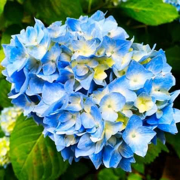 Hydrangea Seeds – Blue Yellow