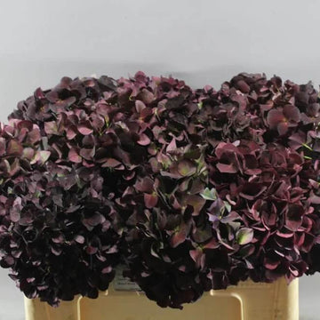 Hydrangea Seeds – Chocolate