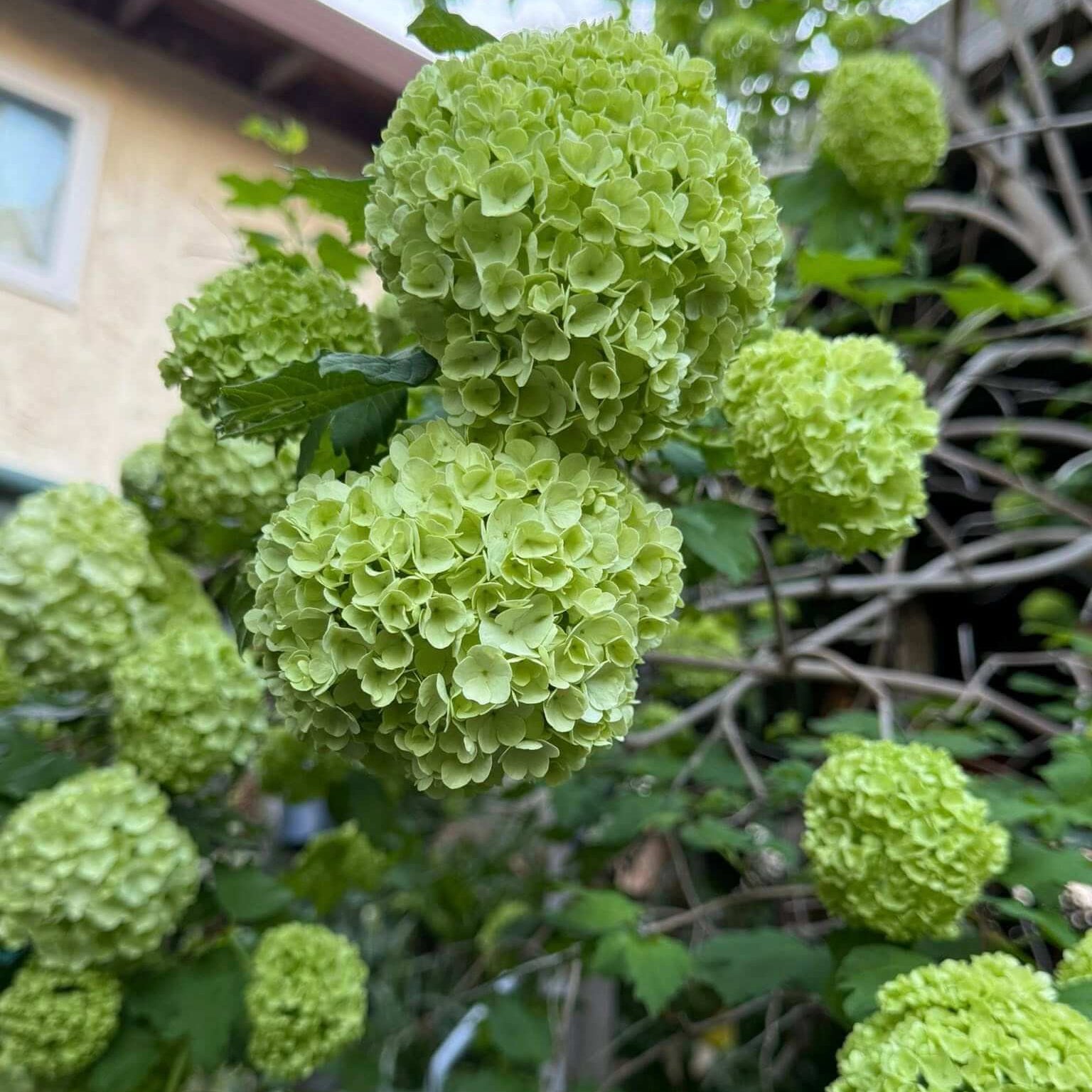Hydrangea Seeds – Dark Green