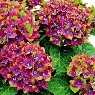 Hydrangea Seeds – Green Red