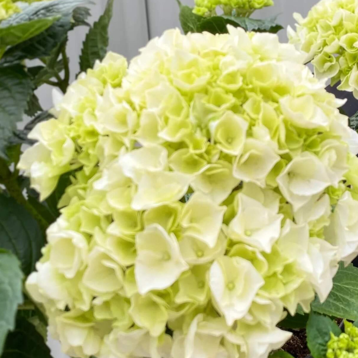 Hydrangea Seeds – Green White