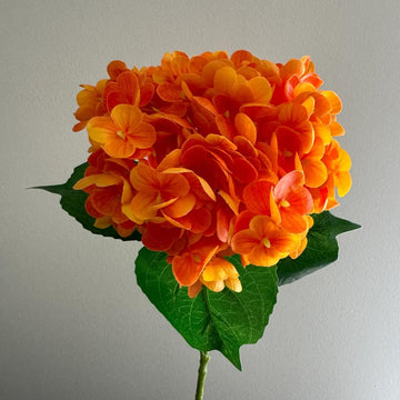 Hydrangea Seeds – Orange