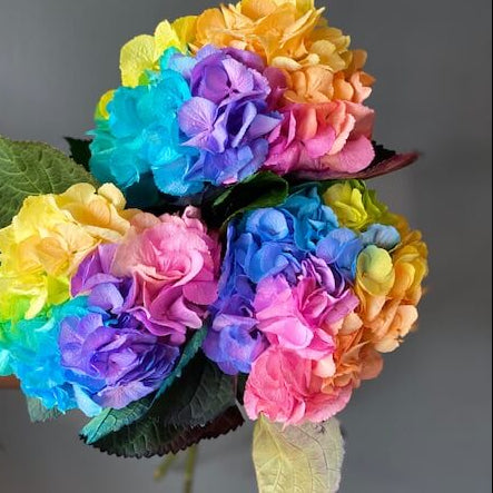 Hydrangea Seeds – Pastel Rainbow