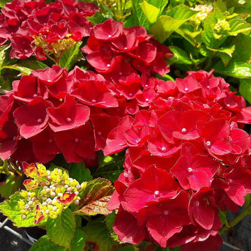Hydrangea Seeds – Red Baron