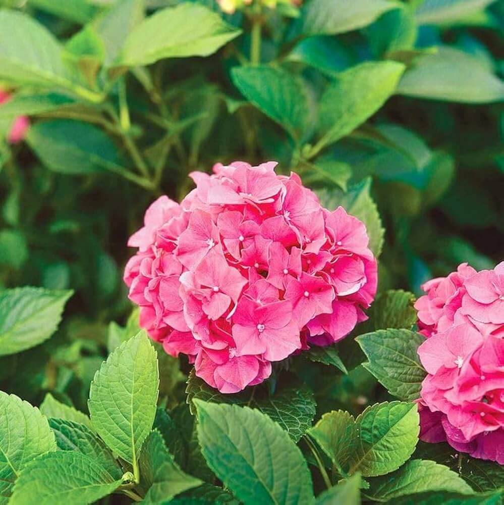 Hydrangea Seeds – Thick Pink
