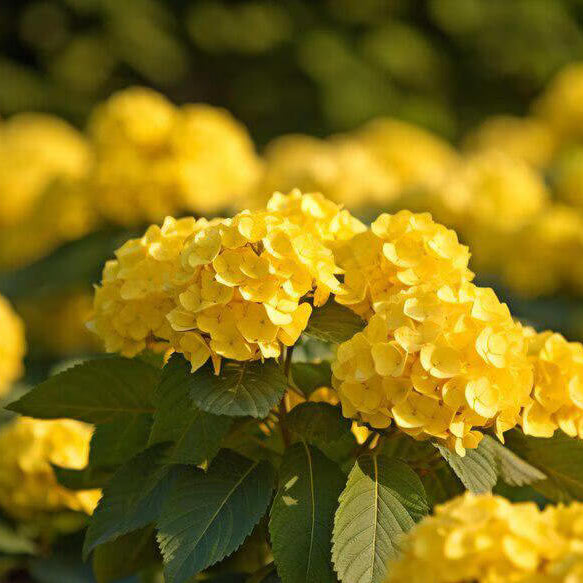 Hydrangea Seeds – Thick Yellow