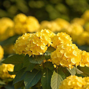 Hydrangea Seeds – Thick Yellow