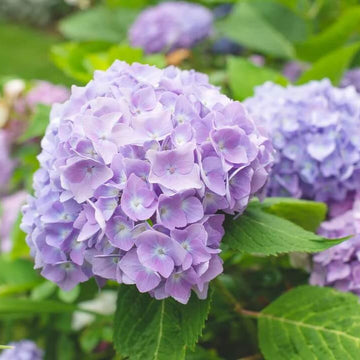 Hydrangea Seeds – Violet