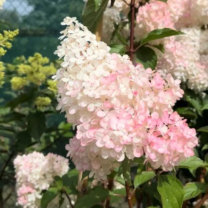 Hydrangea Seeds – White Pink
