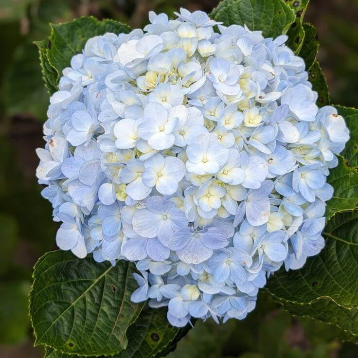 Hydrangea Seeds – Blue White