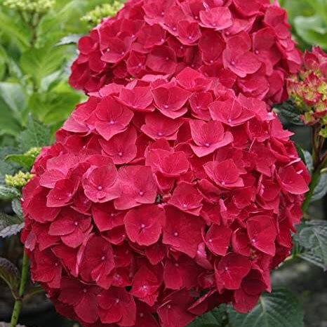 Hydrangea Seeds – Deep Red