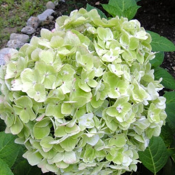 Hydrangea Seeds – Green White