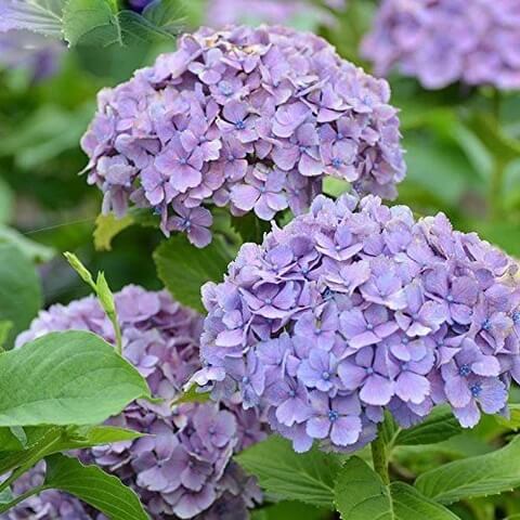 Hydrangea Seeds – Violet