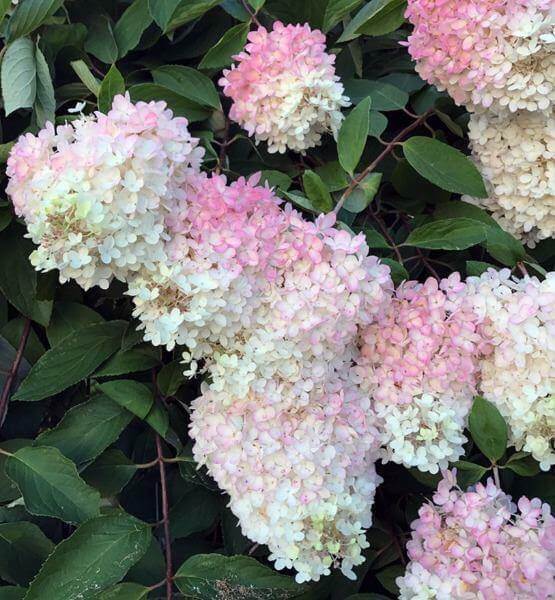 Hydrangea Seeds – White Pink