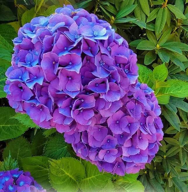 Hydrangea Seeds – Blue Purple
