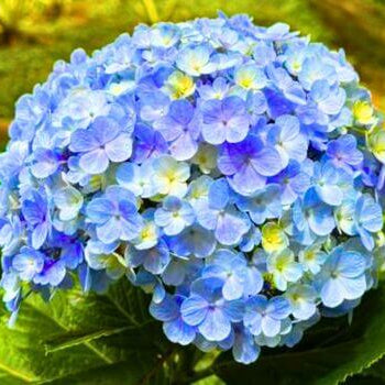 Hydrangea Seeds – Blue Yellow