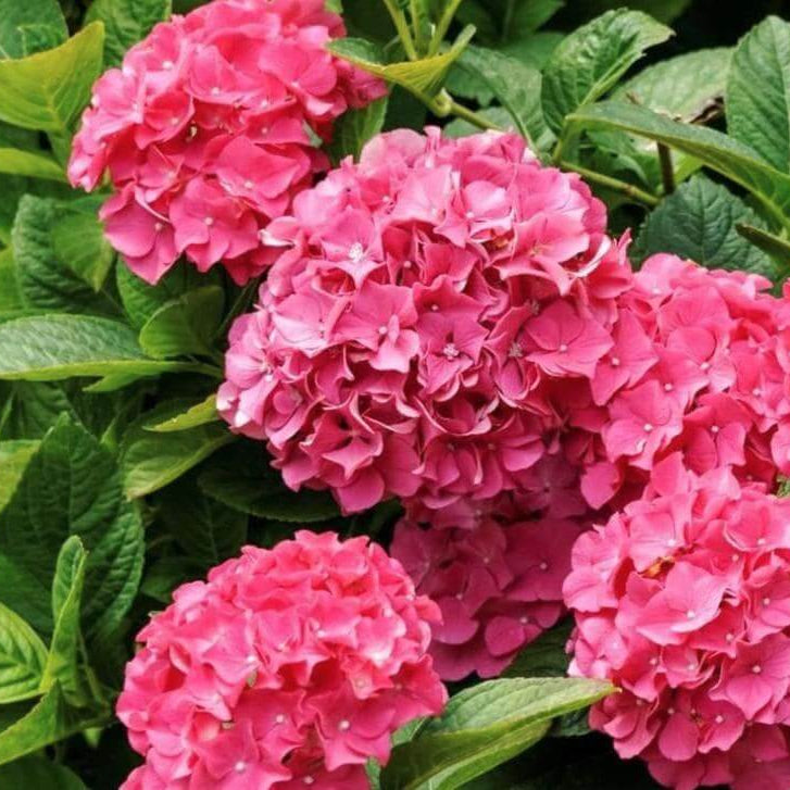 Hydrangea Seeds – Pink