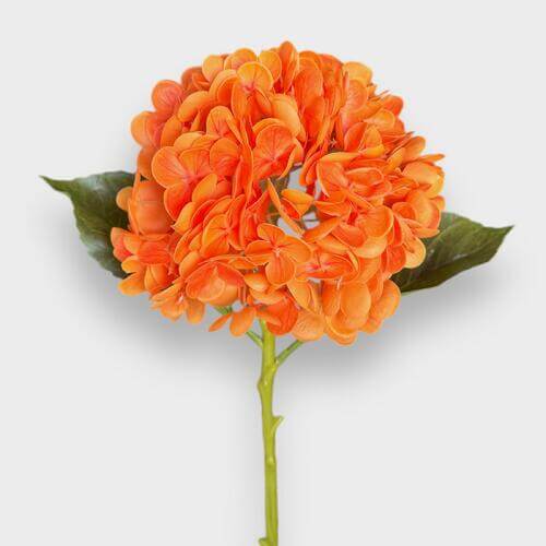 Hydrangea Seeds – Orange