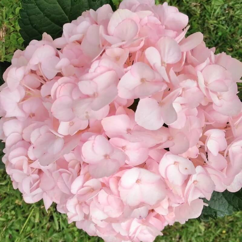 Hydrangea Seeds – Baby Pink