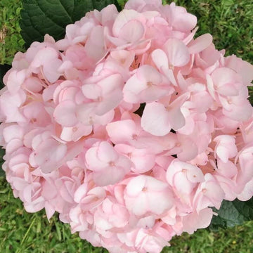 Hydrangea Seeds – Baby Pink