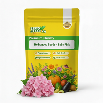 Hydrangea Seeds – Baby Pink